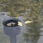 SKIMMER AQUASKIM 40